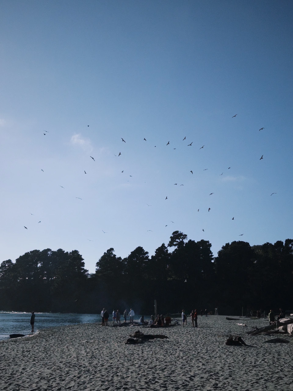 Seabirds circling above the beach