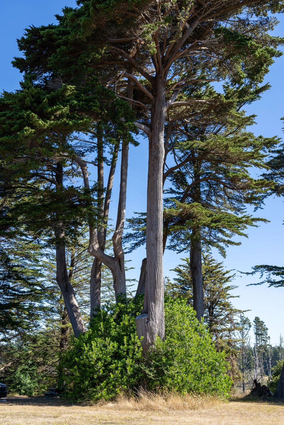 Cypress on the bluff, bent by the wind
