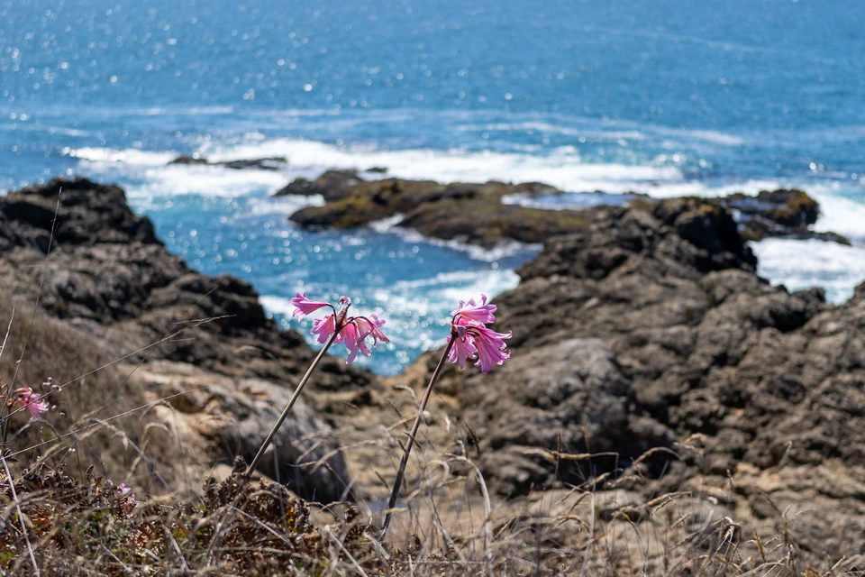 Pink flowers on the bluff