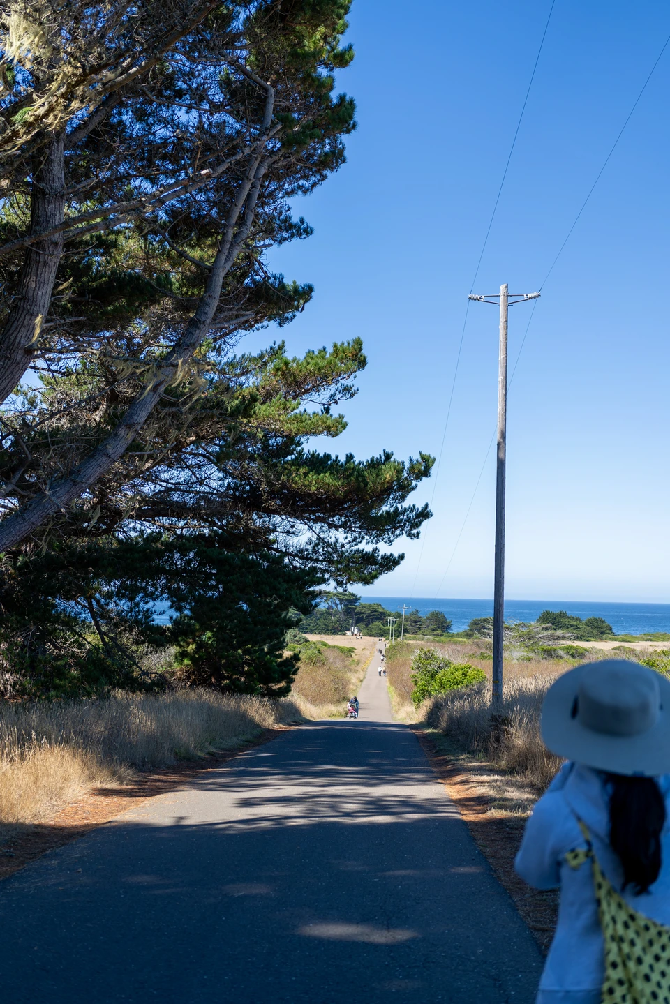 The path to the sea, past the cypress