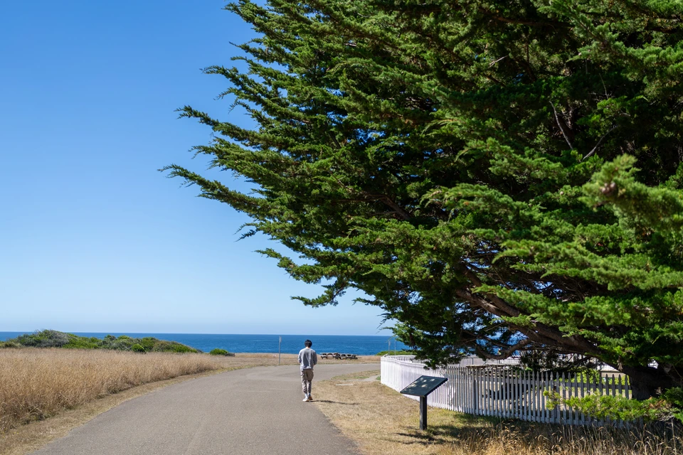 A cypress beside the trail, the sea beyond