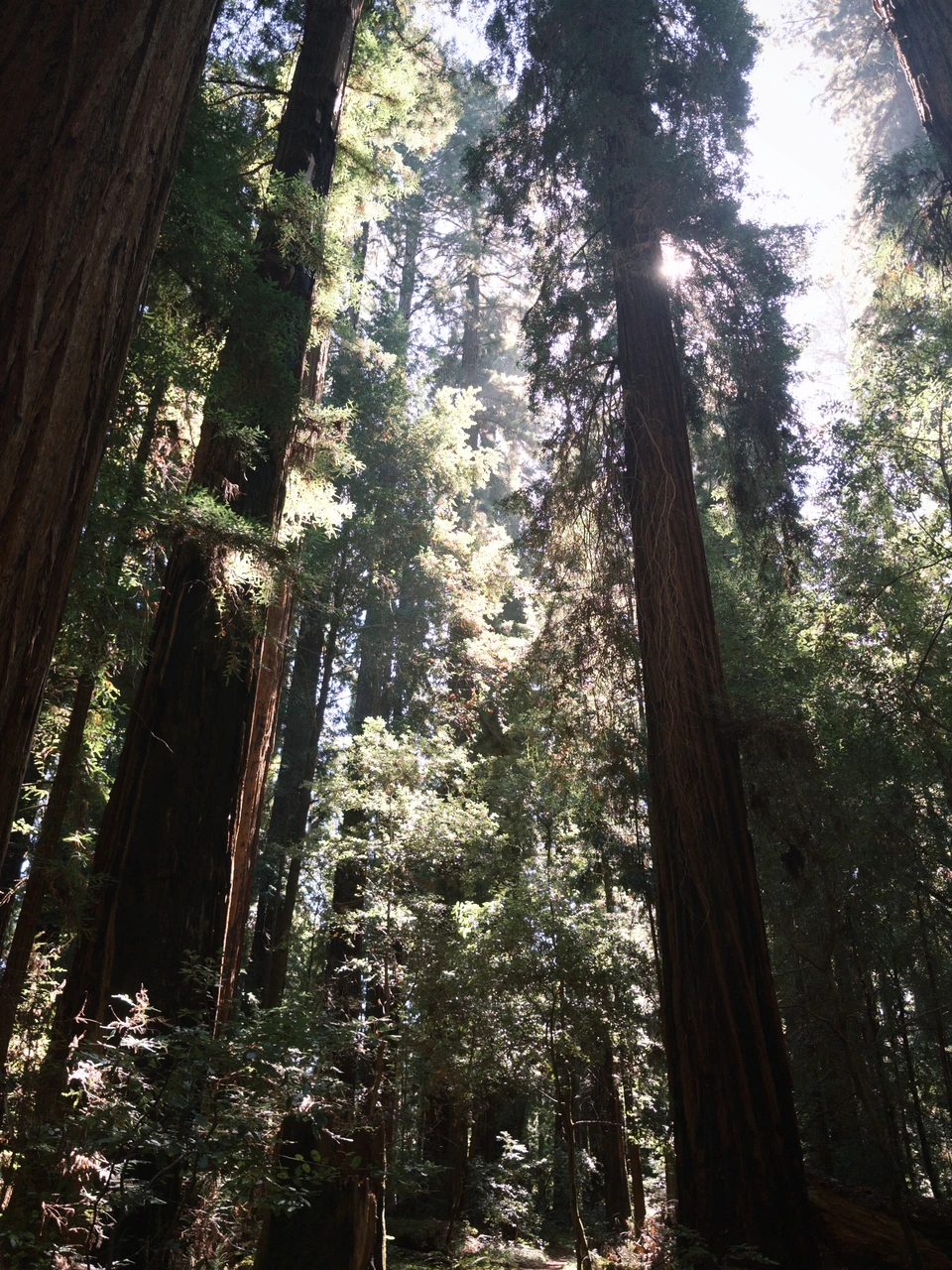 Looking up at the redwood canopy in Hendy Woods