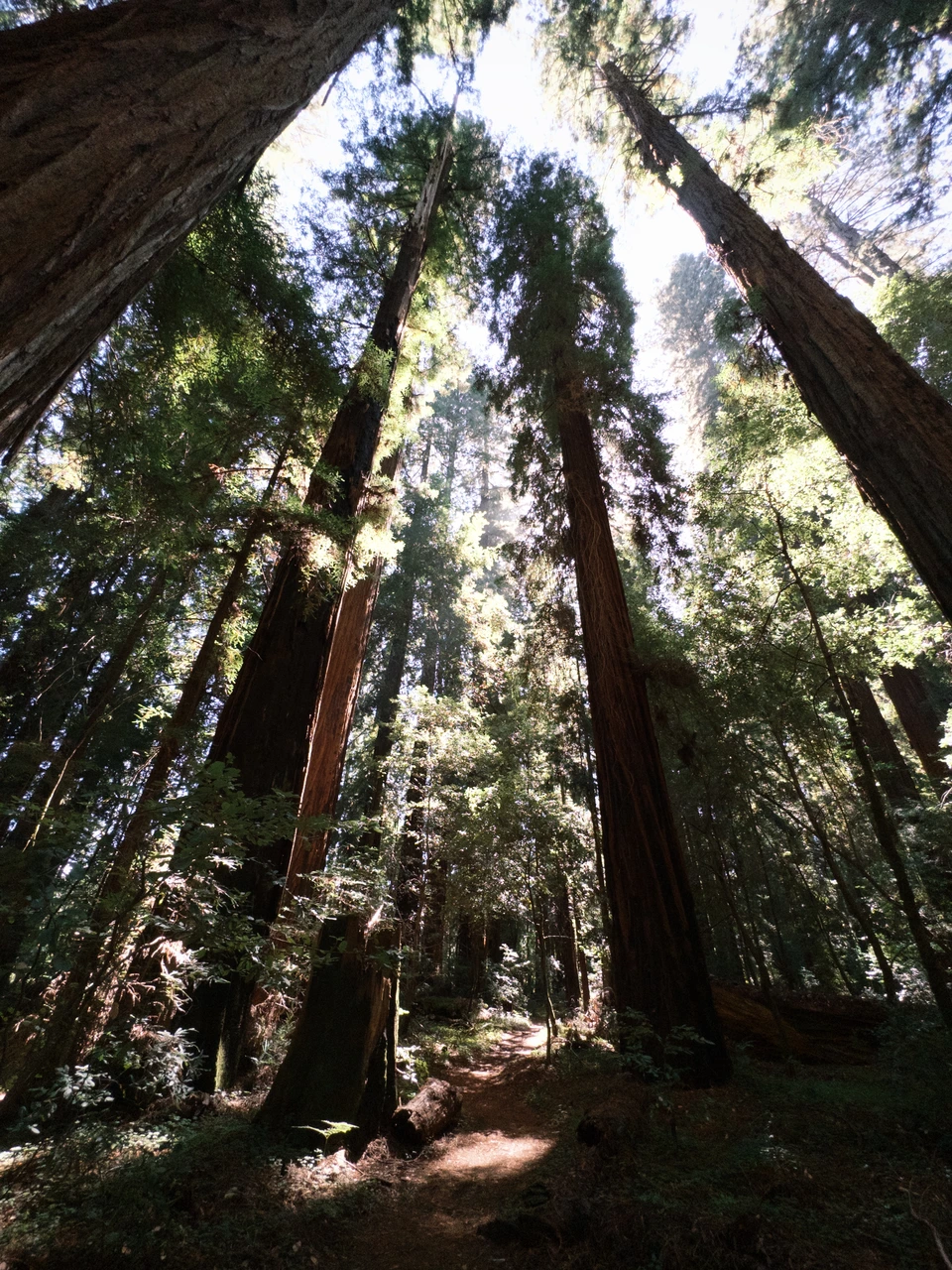 Sunlight falling between redwood trunks on the trail