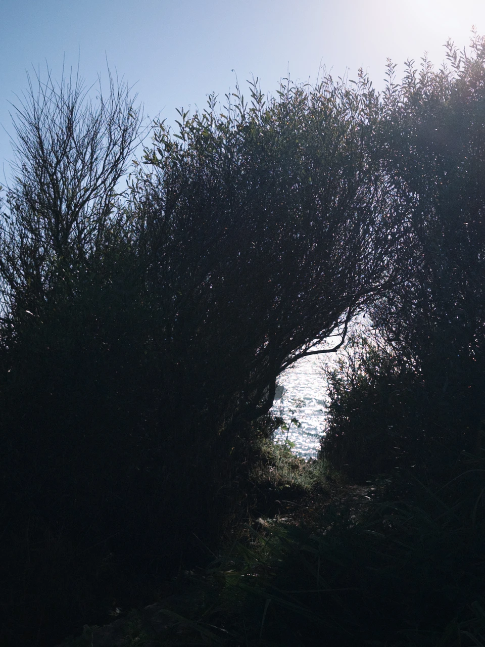 Brush trimmed into an arch by the wind