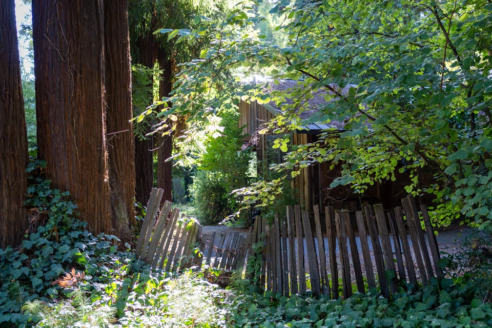A wooden fence and small garden among the redwoods