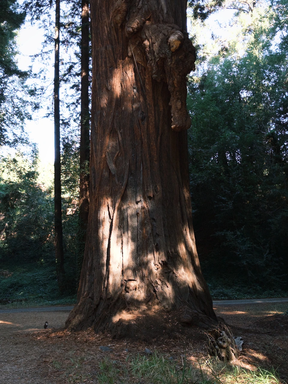 The trunk of a thick redwood