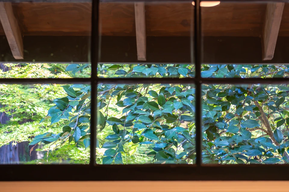 The cabin window, green leaves outside