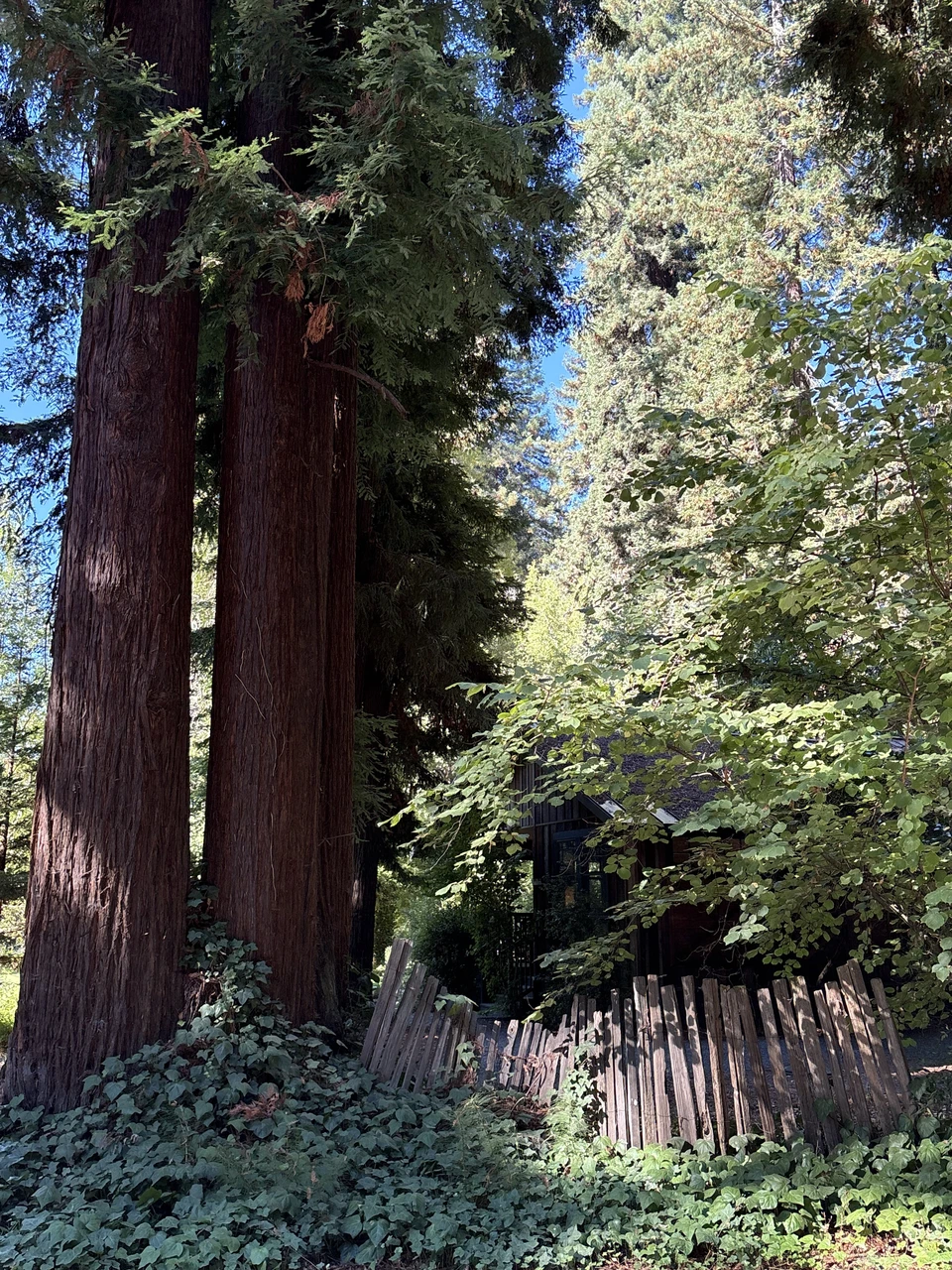 Redwoods and fence outside the cabin