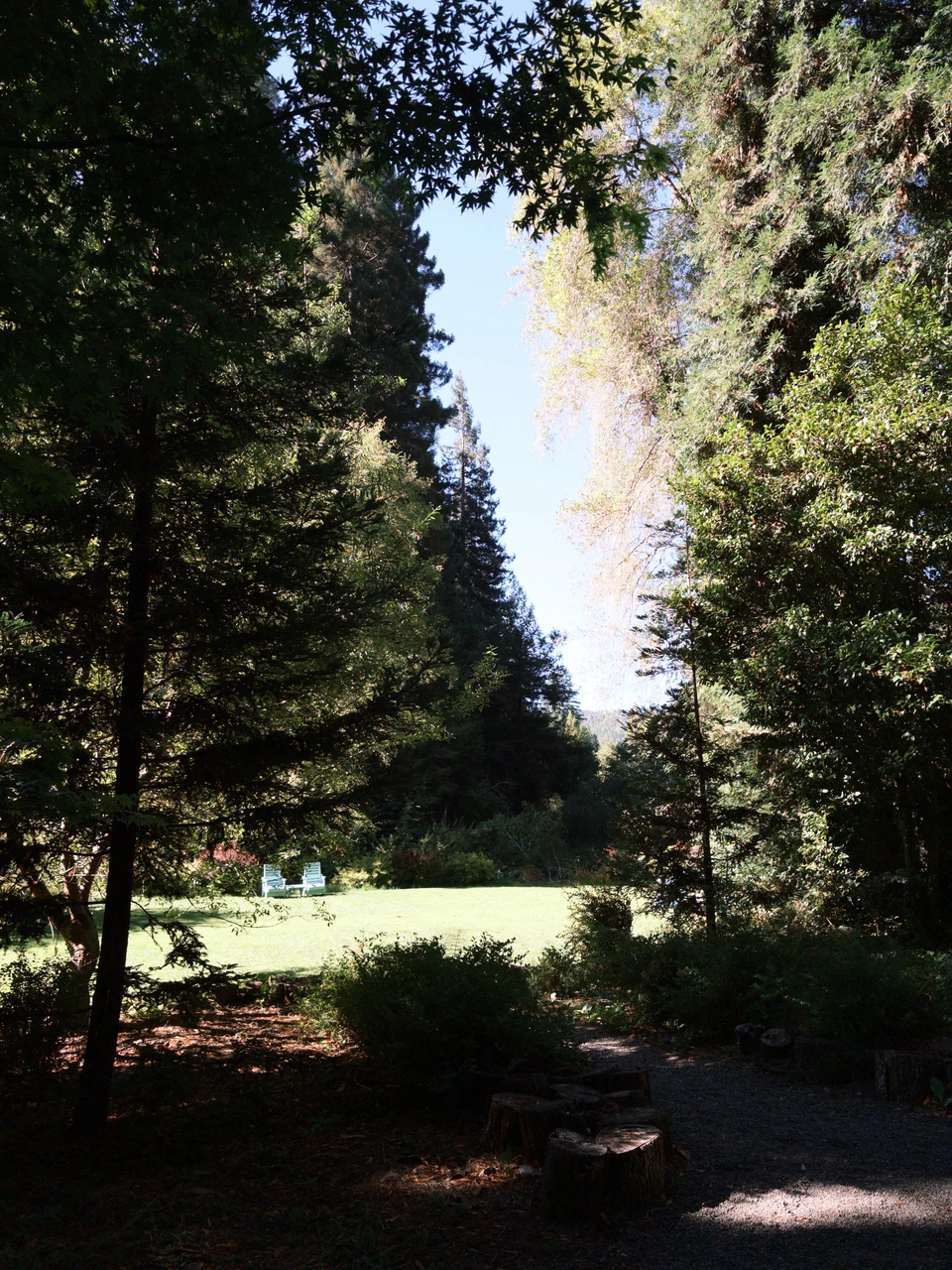 The clearing and trees in the inn's grounds