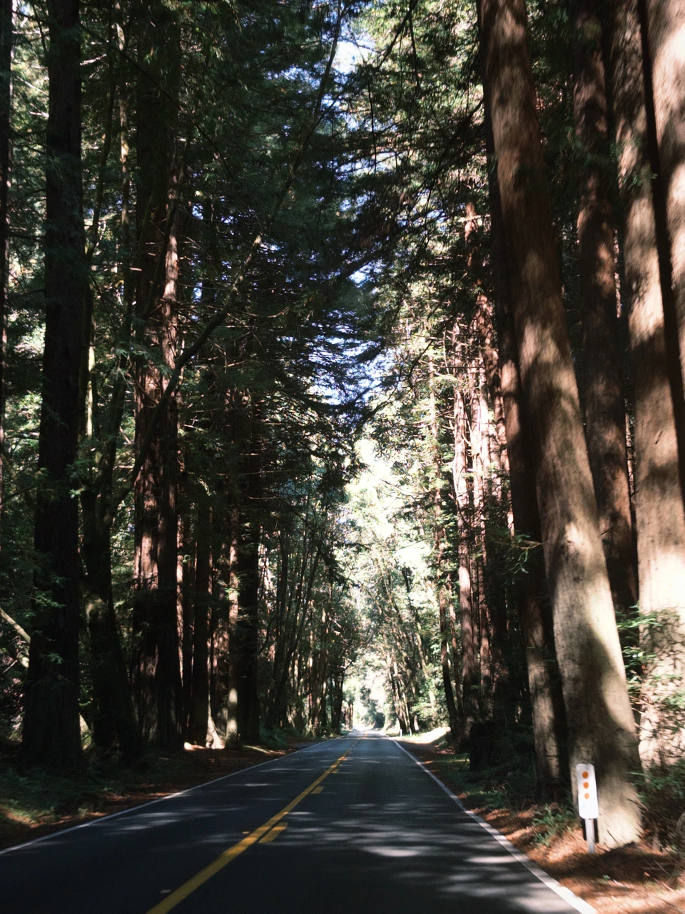 Tall trees along Highway 128