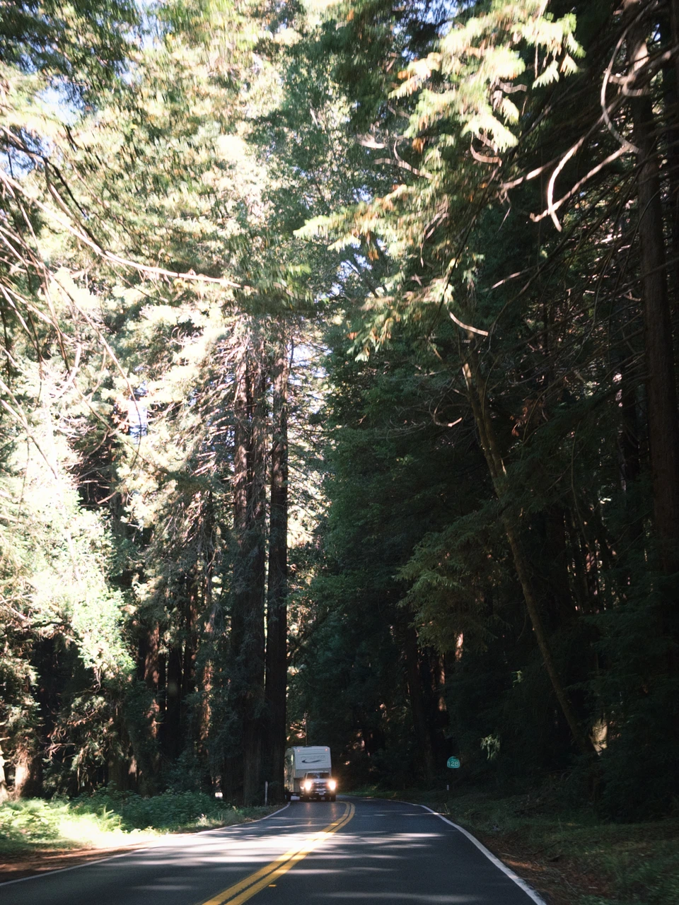 The road running through the redwoods