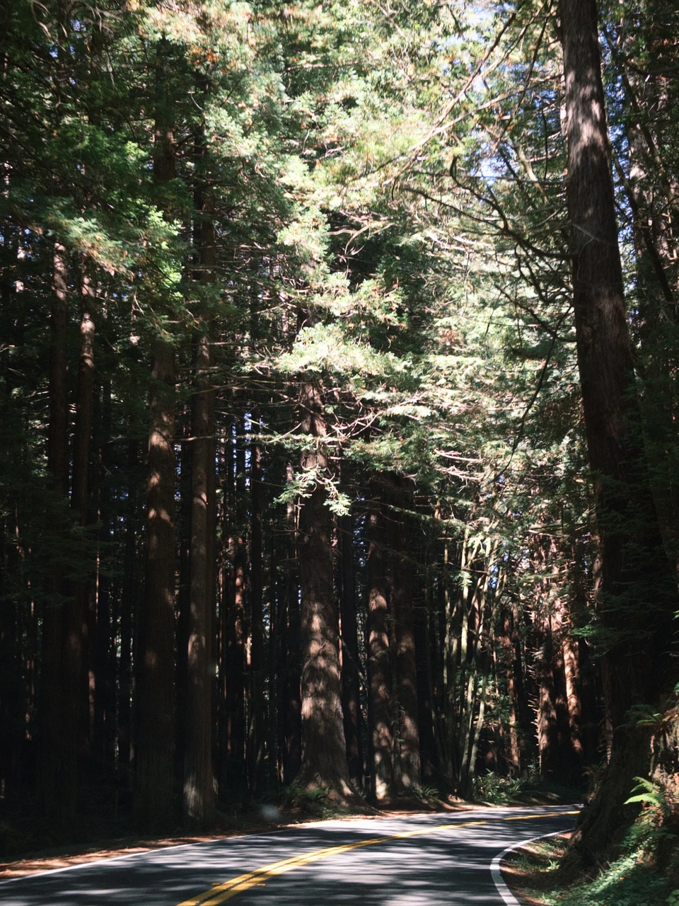 A double-yellow line between walls of redwood