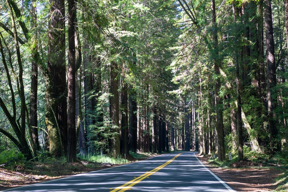 Highway 128 by day, redwoods on both sides